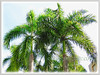 Roystonea regia (Cuban Royal Palm, Florida Royal Palm, Royal Palm )