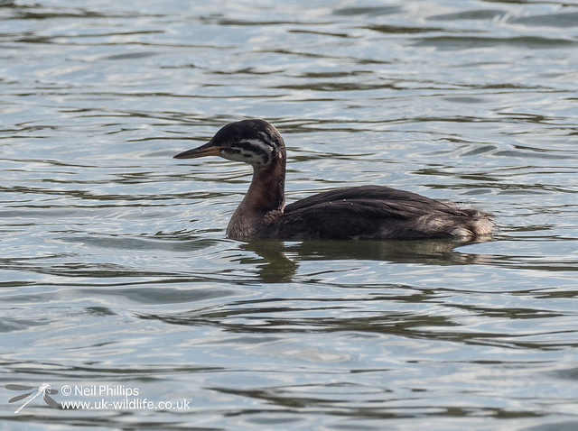 Red necked grebe-2