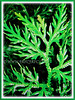 Selaginella plana (Asian Spikemoss, Cyperus Clubmoss/Spikemoss, Paka Merak in Malay)