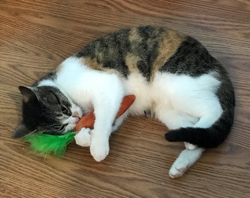 Amy loves her carrot.