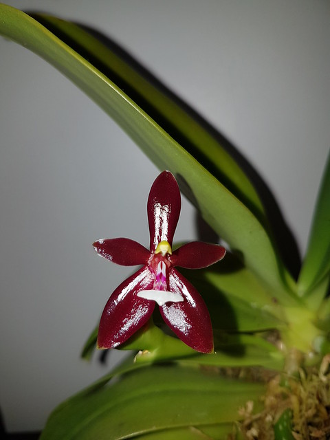 Phalaenopsis cornu-cervi f. chattaladae #2 36328112864_65249d636e_z
