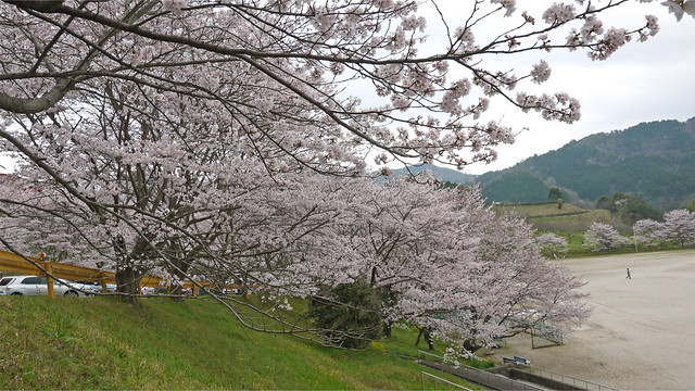 弥栄湖スポーツ公園の桜(3)