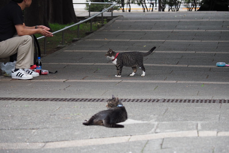 東池袋中央公園の猫。餌待ち中のキジ虎。
