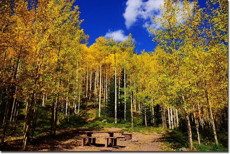 Fall colors, Guanella Pass, Colorado (11)