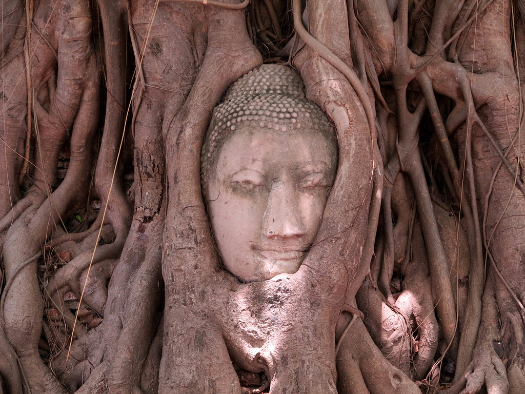 Buda enredado en Ayutthaya