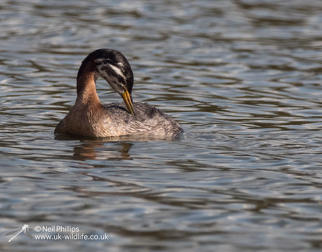 Red necked grebe-9