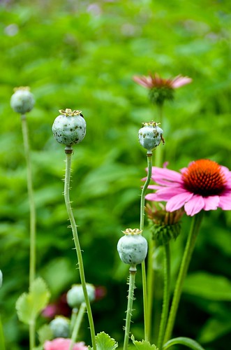 Formal Garden - flower close up