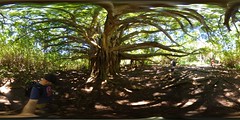 Banyon Tree. Maui Hawaii
