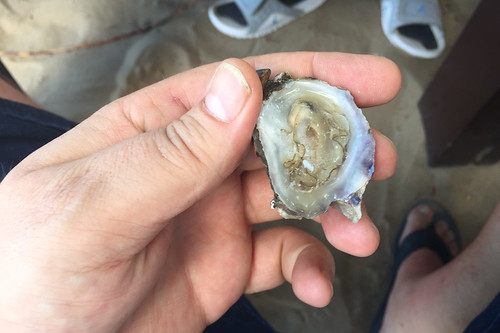 17- Austern in Cabarete / Oysters in Cabarete