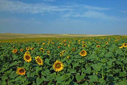 bobrussell rmrussell sunflowers northdakota