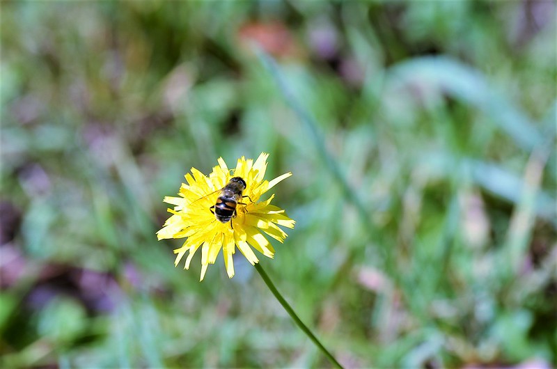 Bee and Dandelion 03.09 (1)