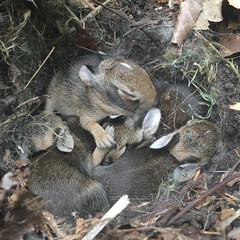 Bunny Nest