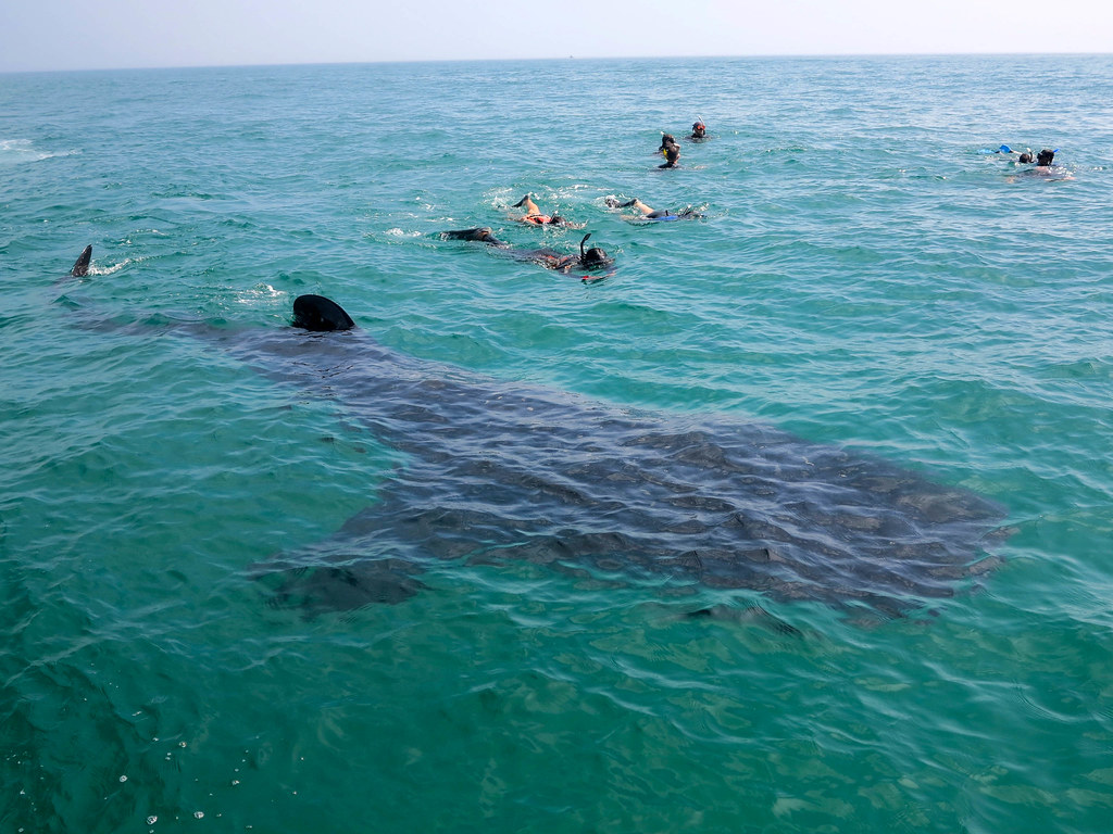 Nadar con el tiburón ballena