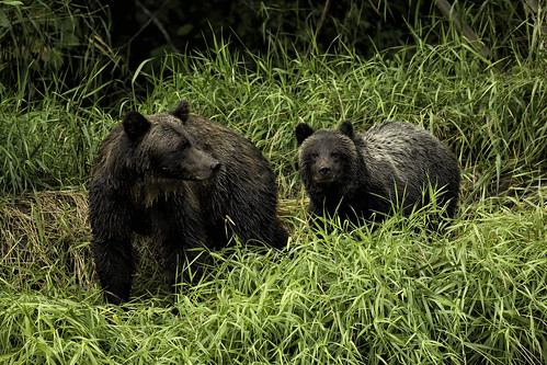 grizzly cub mother tweedsmuir