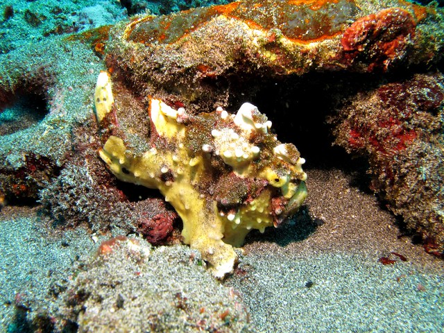 Warty Frogfish at Crystal Bay