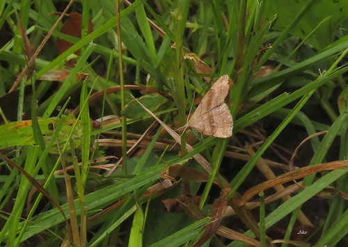eh17chautauqua07210729 pennsylvania insects moths erebidae littermothsherminiinae flickr kane unitedstates