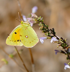 Clouded Yellow (Colias croceus) female foraging ...