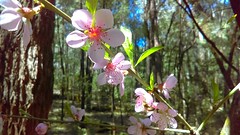 Old fruit trees blossoming in the bush