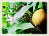 Citrus limon (Lemon)
