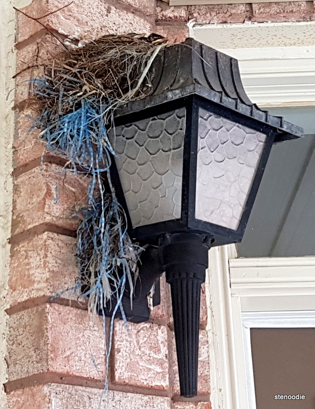  Baby robin in nest