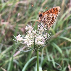 Un moment éphémère  #butterfly #flower #whiteflower #grass #walk #field #sun #sunday #sunnysunday #ephemeral #nature #naturelovers #naturephotography #animal #beautiful #amazing - Photo of Caraman