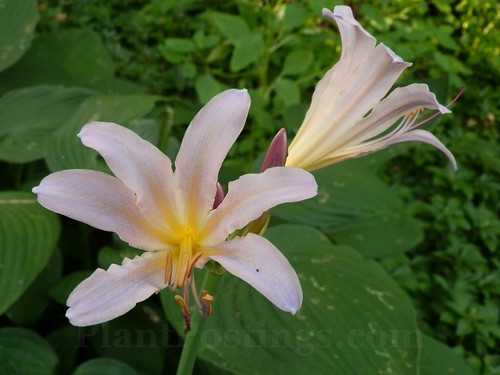 resurrection lilies