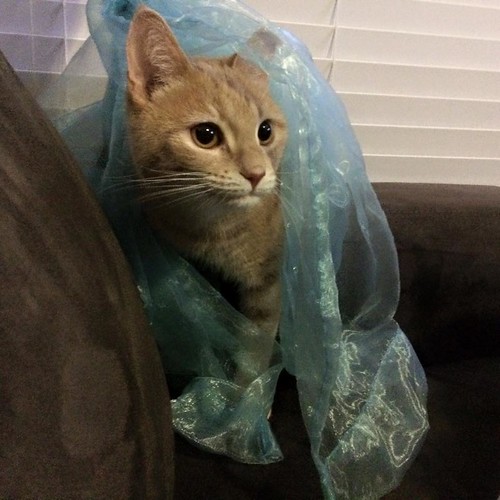 playing in the curtain