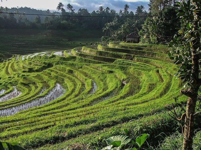 Bali, les rizières 36597790360_2f51a7b9a5_c
