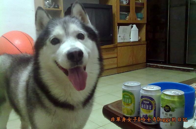 Doggy貪吃狗02水果啤酒