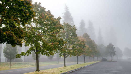 everett fog washington unitedstates us landscape trinterphotos richtrinter walterehallpark