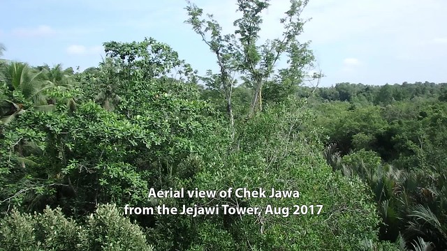 Aerial views from the Jejawi Tower on the Chek Jawa boardwalk