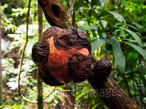 wood tasiktemenggor asia flower malaysia plant bud jungle parasite belum forest rafflesia perak tetrastigma southeastasia laketemenggor tropical vine gerik