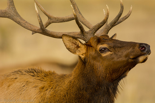 bullelk elk yellowstone yellowstonenationalpark nature wildlife ngc npc