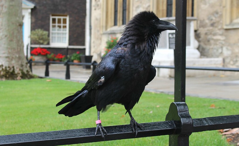 Raven at the Tower of London