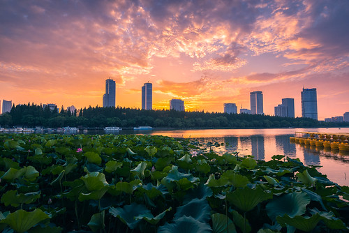 lotus flower pond water lake xuanwulake nanjing city sunset twilight dusk building architecture petal green cloud nanjingshi jiangsusheng china cn summer boat travel nikon nikond800 outdoor tamronsp1530f28