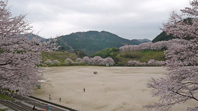 弥栄湖スポーツ公園の桜(1)