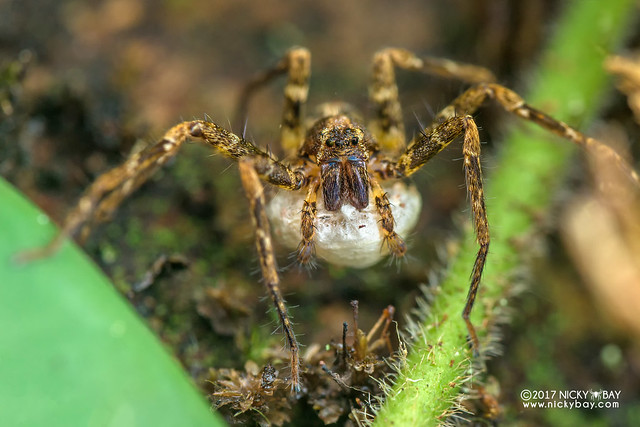 Huntsman spider (Sinopoda sp.) - DSC_8354