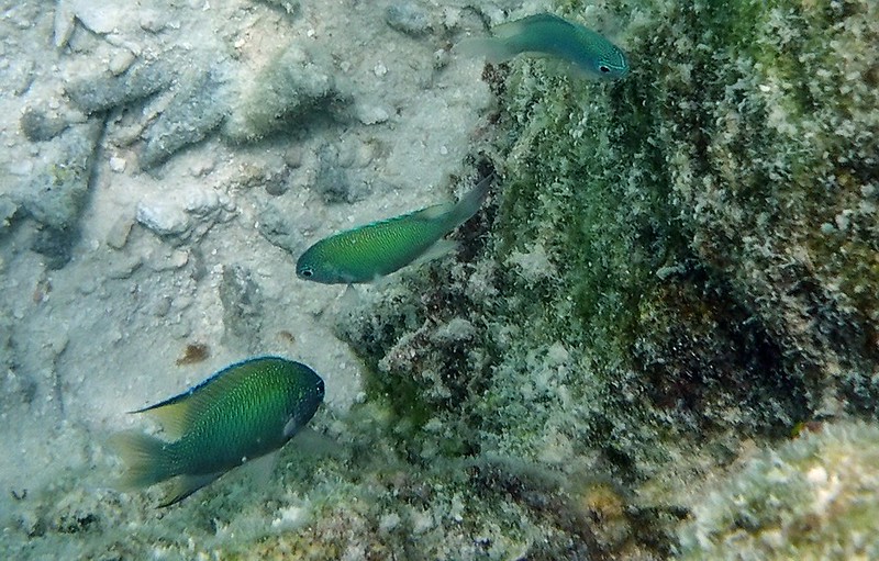 Petits poissons des Maldives. 36630769250_5f36c7e55e_c