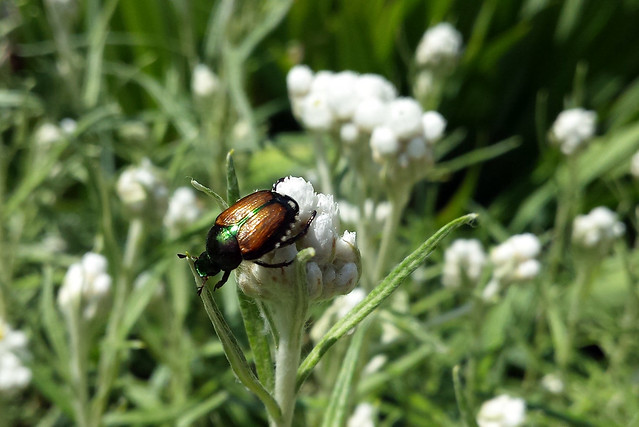 beetle climbing off a pearly everlasting bud onto the leaf