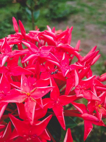 rangpur rangpurdivision bangladesh bd tajhat palace flower colors vivid contrast