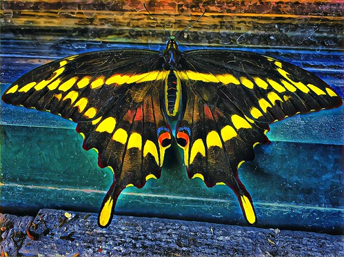 iphone 6s iphoneography lake placid starbuck window sill outside onasill restaurant newyork state ffranklincounty butterfly colour yellow black coffee adirondack mountains vacation nrhp register exotic giant swallowtail striking beautiful downtown travel site attraction trekking boating adult visitors landscape hdr gardens caterpillar foliage great lakes holidays insect winter olympics 1980