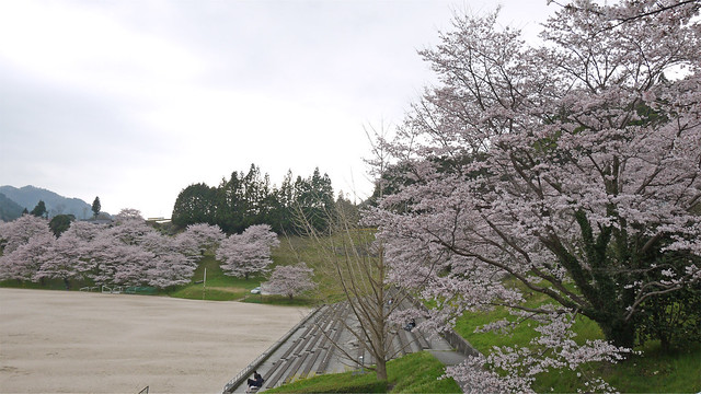 弥栄湖スポーツ公園の桜(4)