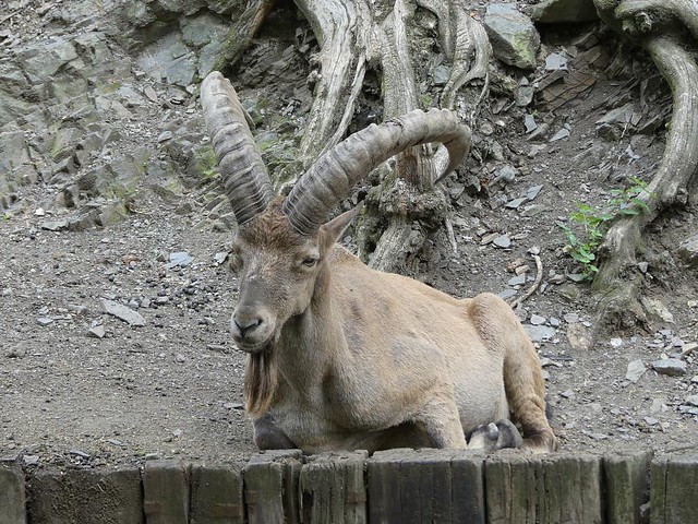 Kaukasischer Steinbock, Zoo Prag