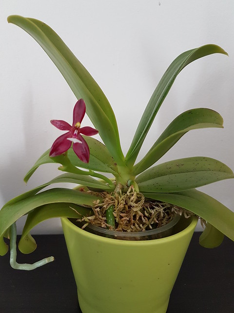 Phalaenopsis cornu-cervi f. chattaladae #2 36992998542_e4c40b5286_z