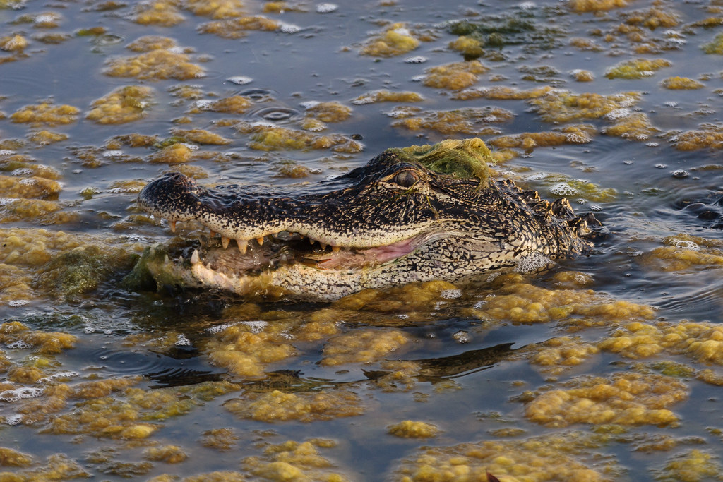 An American alligator lurches forward and scoops up a crab from the marsh at Huntington Beach State Park in South Carolina