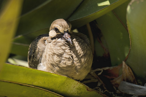 Phoenix: Inca Dove in plant 2