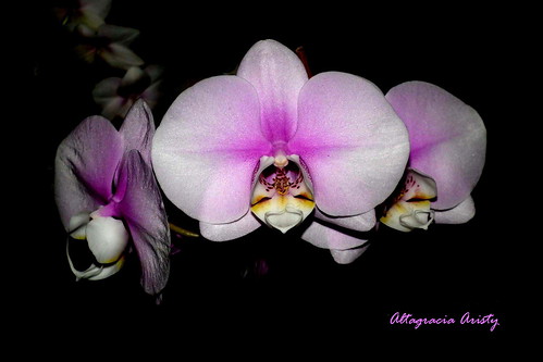 sarasota orquídeas orchids orchidee orquídea orchid orchide fujifilmfinepixhs10 fujifinepixhs10 fujihs10 altagrciaarfisty