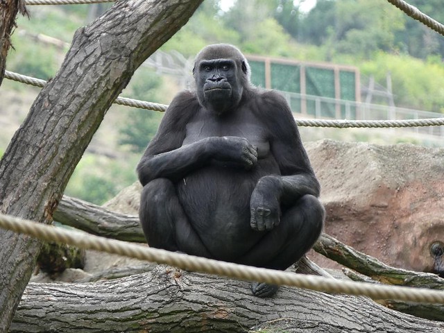 Gorilla, Zoo Prag