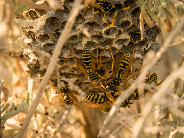 Paper wasps at nest