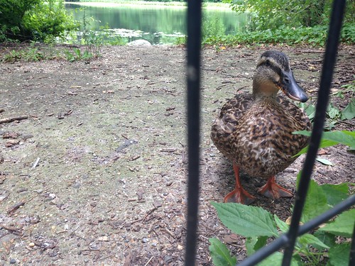 Prison duck